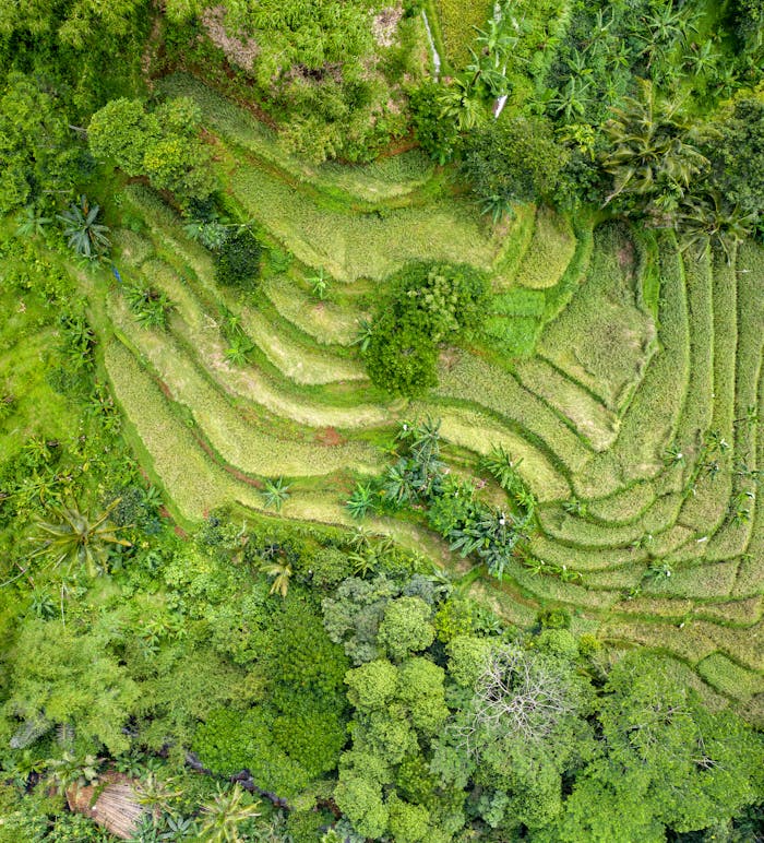 A stunning aerial capture of green rice terraces in Waluran, Indonesia showcasing natural beauty and agriculture.