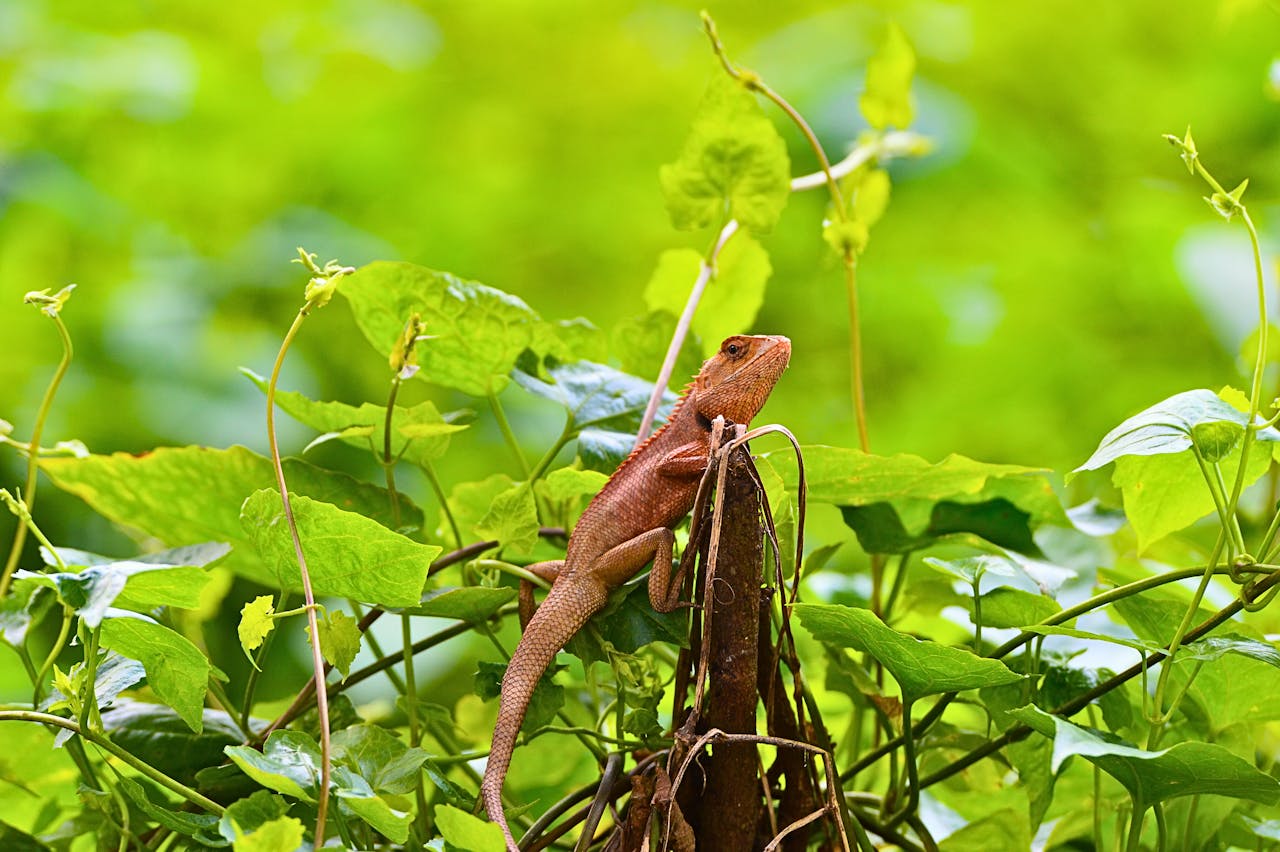 Brown lizard perched on lush green leaves. A vivid representation of nature's wildlife.