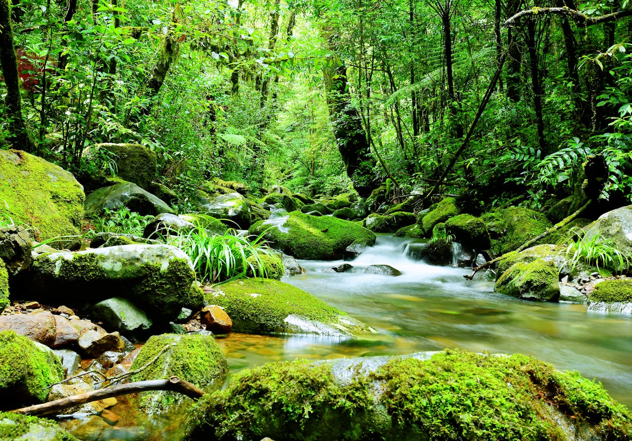 Serene view of a moss-covered creek flowing through lush forest in Đà Lạt, Vietnam.