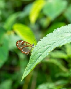 A delicate glasswing butterfly perched on a green leaf in the lush jungles of Costa Rica.