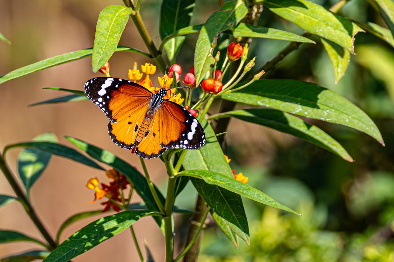 A vibrant monarch butterfly perched on bright flowers against lush green leaves.