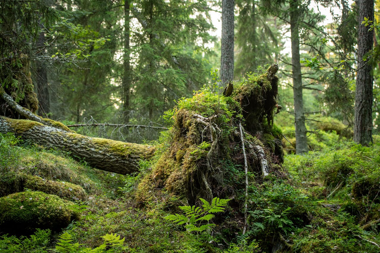 Lush green forest with ferns and fallen trees in Saku, Estonia's summer scenery.